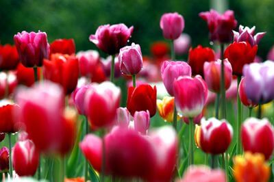 Kartki z tulipanami